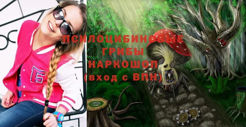 Псилоцибиновые грибы Psilocybe  хочу наркоту  Будённовск 